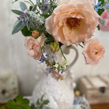 薔薇　ロココの画像 by あこさん | 玄関とラムズ イヤーとブルースター♡と薔薇　ロココと切り花♡とキャットミント♪と花のある暮らし