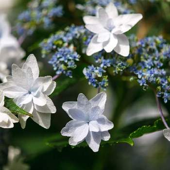 隅田の花火の投稿画像一覧 Greensnap グリーンスナップ