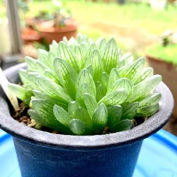 シンビフォルミス グラキリデリネアータの投稿画像一覧 Greensnap グリーンスナップ シンビフォルミス グラキリデリネアータの投稿画像一覧 Greensnap グリーンスナップ