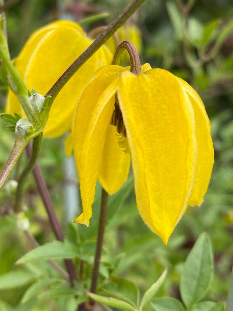 花のある暮らしの投稿画像 By 一人静さん クレマチス ラムトンパークと小さな庭と花のある暮らし 21月7月4日 Greensnap グリーンスナップ Greensnap グリーンスナップ