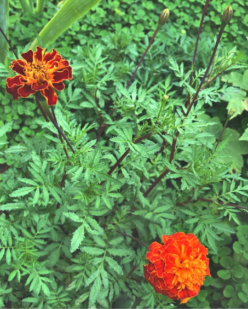 マリーゴールドの投稿画像 By かぶとさん ツボミと種からと花と蕾とつぼみと完全雨晒しと種から育てる と地植え 21月7月4日 Greensnap グリーンスナップ