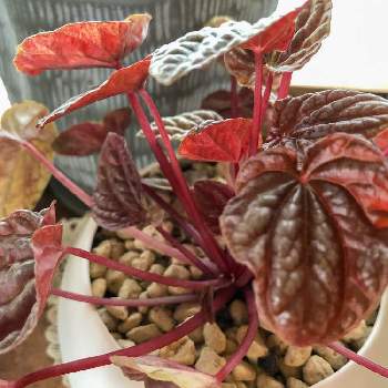 赤い葉っぱの投稿画像一覧 Greensnap グリーンスナップ