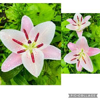 ユリ大好きの画像 by nanairoFさん | 小さな庭とオリエンタルハイブリットとユリ交配種とユリ大好きと柔らかなピンクと花のある暮らしとほっこりと♡と花が好き