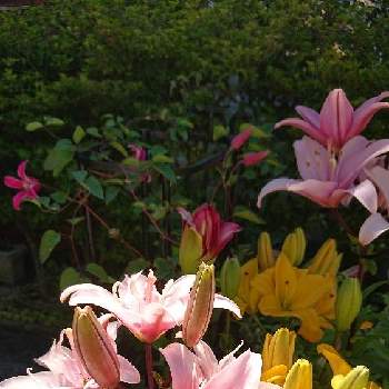 クレマチスプリンセスダイアナの画像 by きこちゃんさん | 小さな庭とクレマチスとユリとクレマチスプリンセスダイアナと花のある暮らしとエールと感謝❤️