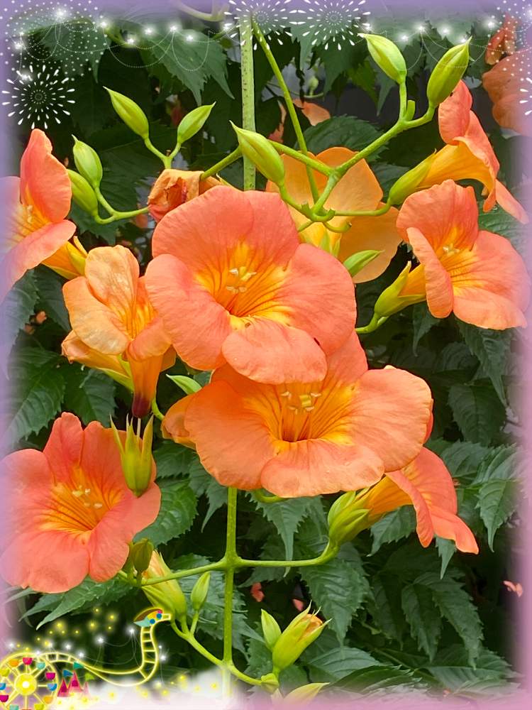 のうぜんかづらの投稿画像 By さっちゃんさん オレンジ色の花と強い花とおうち園芸と花 を楽しんでとコロナに負けないと医療従事者に感謝を込めてとビタミンカラーとgsの皆様ありがとう と雨の日も元気にと癒されてと花が好きと地植え 21月7月4日 Greensnap