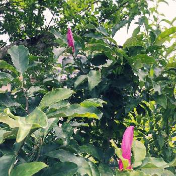 紫木蓮の投稿画像一覧 Greensnap グリーンスナップ