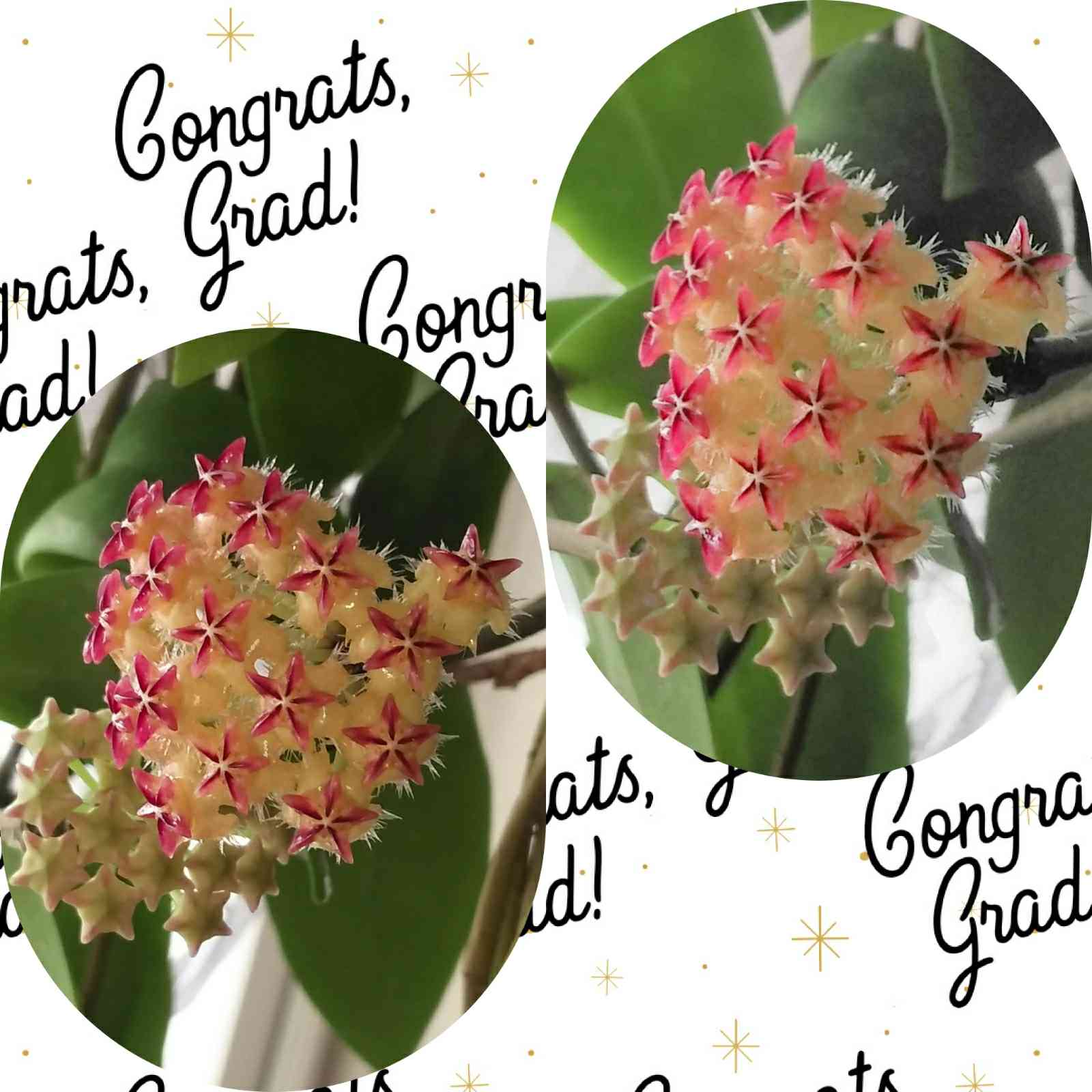 ホヤ　ミンドレンシス ホヤ ミンドレンシスの一覧｜🍀GreenSnap（グリーンスナップ）