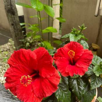 赤いハイビスカス♡の画像 by Lizママさん | ハイビスカスと植物のある暮らしとあめふりと赤いハイビスカス♡と長雨