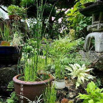 庭景色の画像 by 美野美谷さん | 白鷺蚊帳吊と雨の庭と木賊・砥草*と和の庭と団扇銭草と庭景色