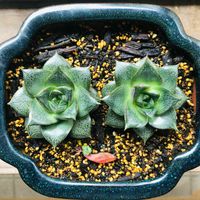 大和錦,多肉植物,子株,鉢植え,葉挿しの画像