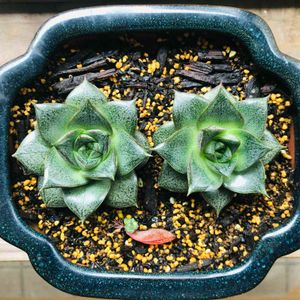 大和錦,多肉植物,子株,鉢植え,葉挿しの画像