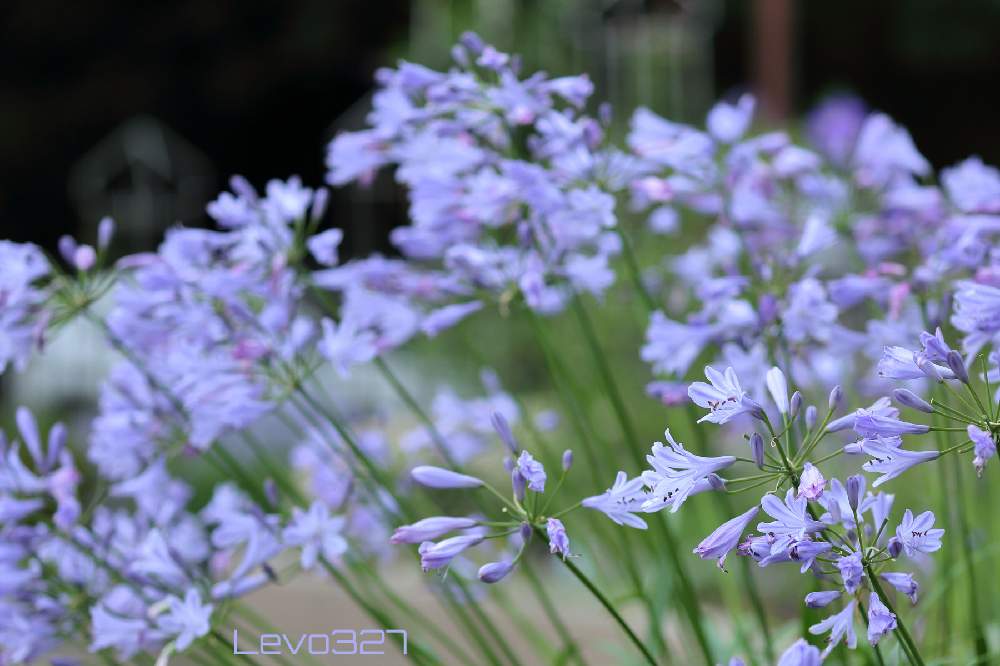 アガパンサスの投稿画像 By Levo327さん 相模原麻溝公園と紫色の花と青い花と紫の花と背景ボケとcanon Eos 5d Mark Iii 21月7月4日 Greensnap グリーンスナップ