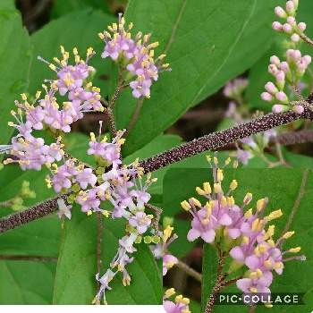 小紫の投稿画像一覧 Greensnap グリーンスナップ