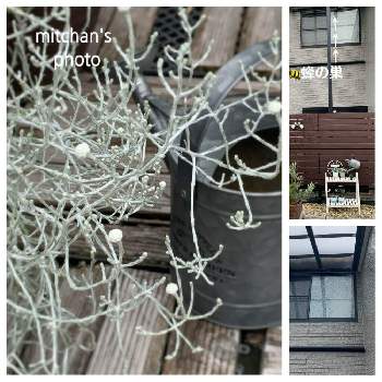 クッションブッシュの投稿画像一覧 Greensnap グリーンスナップ