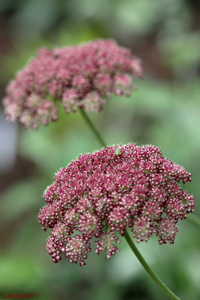 ブラックレースフラワーの投稿画像 By Levo327さん ダウカス ダーラと赤紫色の花と相模原麻溝公園と背景ボケとcanon Eos 5d Mark Iii 21月7月4日 Greensnap グリーンスナップ