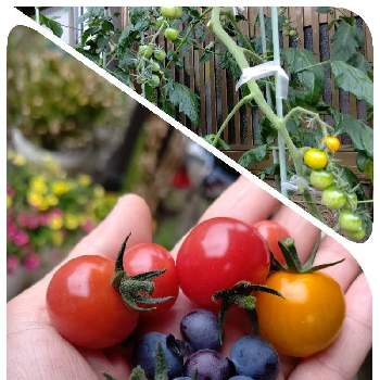 甘い果実の画像 by satsuki＆mei_kachan(noriko)さん | エントランスとピンキーとブルーベリーの実ときらーずと家庭菜園初心者と甘い果実と鉢植えトマトと二年目のブルーベリー