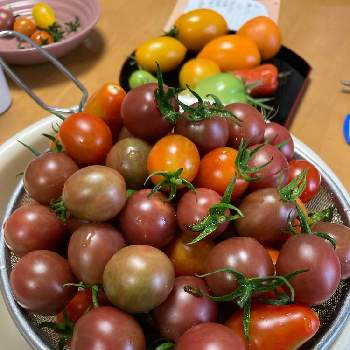 ジュリエット（ミニトマト）の画像 by dp106さん | 畑とトスカーナバイオレットとジュリエット（ミニトマト）とスイートマスコット（ミニトマト）と家庭菜園とトマト栽培とおうち園芸とおうちde菜園