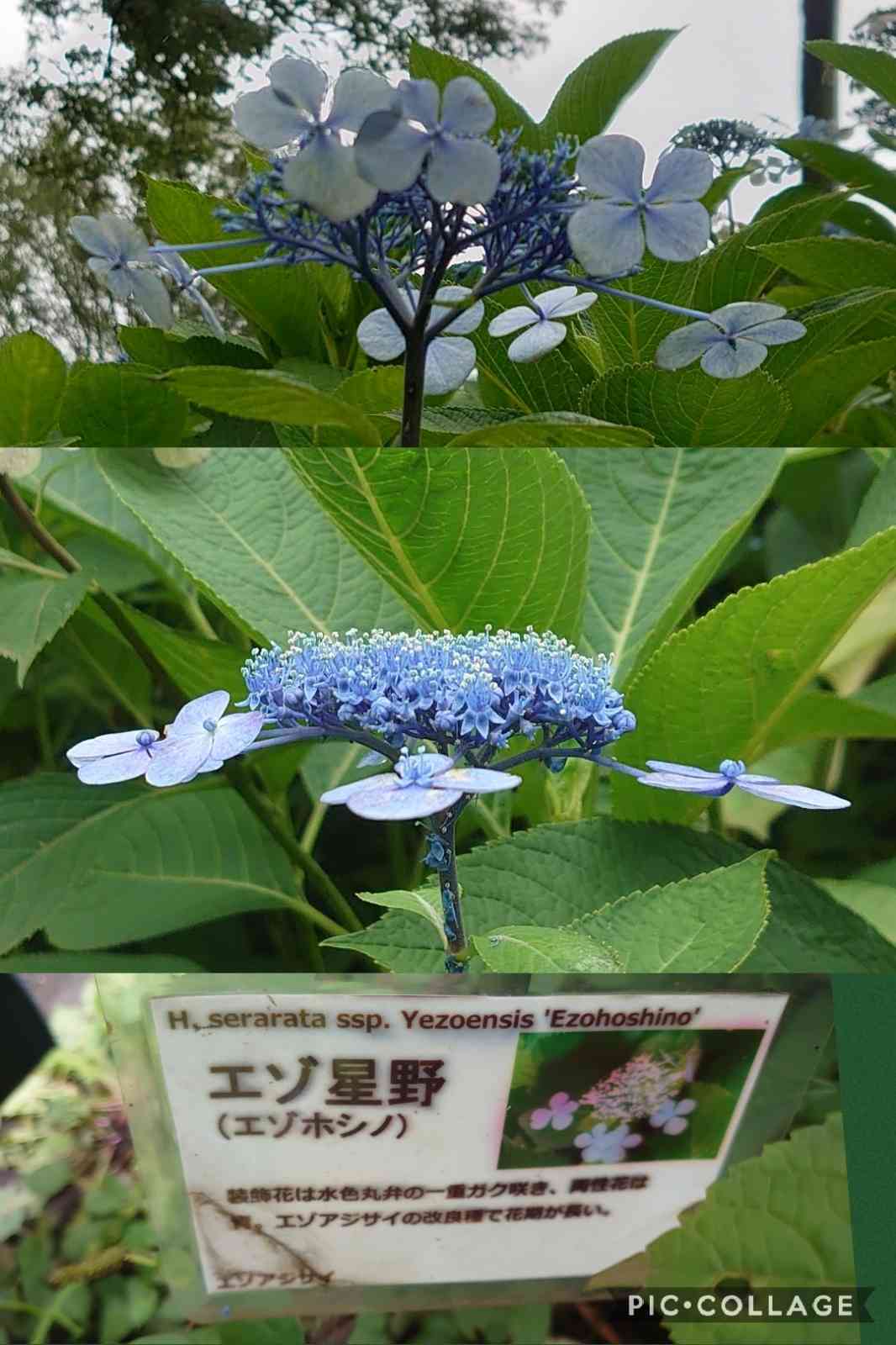 麻溝公園の紫陽花2022①｜🍀GreenSnap（グリーンスナップ）