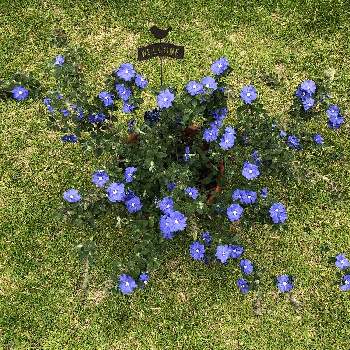 アメリカンブルーの成長の画像 by mokaさん | 小さな庭とアメリカンブルーとチームブルーとおうち園芸とアメリカンブルーの成長