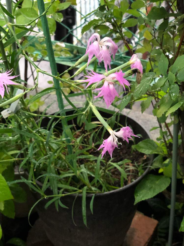 梅雨の花の投稿画像 By Btmさん 和の庭と多年草とピンクピンクとさわやか 21月7月4日 Greensnap グリーンスナップ