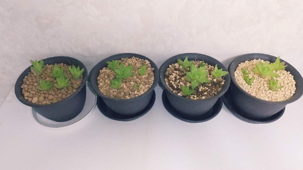 ハオルチアの投稿画像 By ぴょんさん 鹿沼土と赤玉土と花と野菜の培養土と仲間入りと土比べ 21月7月4日 Greensnap グリーンスナップ