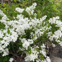 ヒメウツギの育て方 水やりや植え替えの時期 剪定方法は Greensnap グリーンスナップ ヒメウツギの育て方 水やりや植え替えの時期 剪定方法は Greensnap グリーンスナップ
