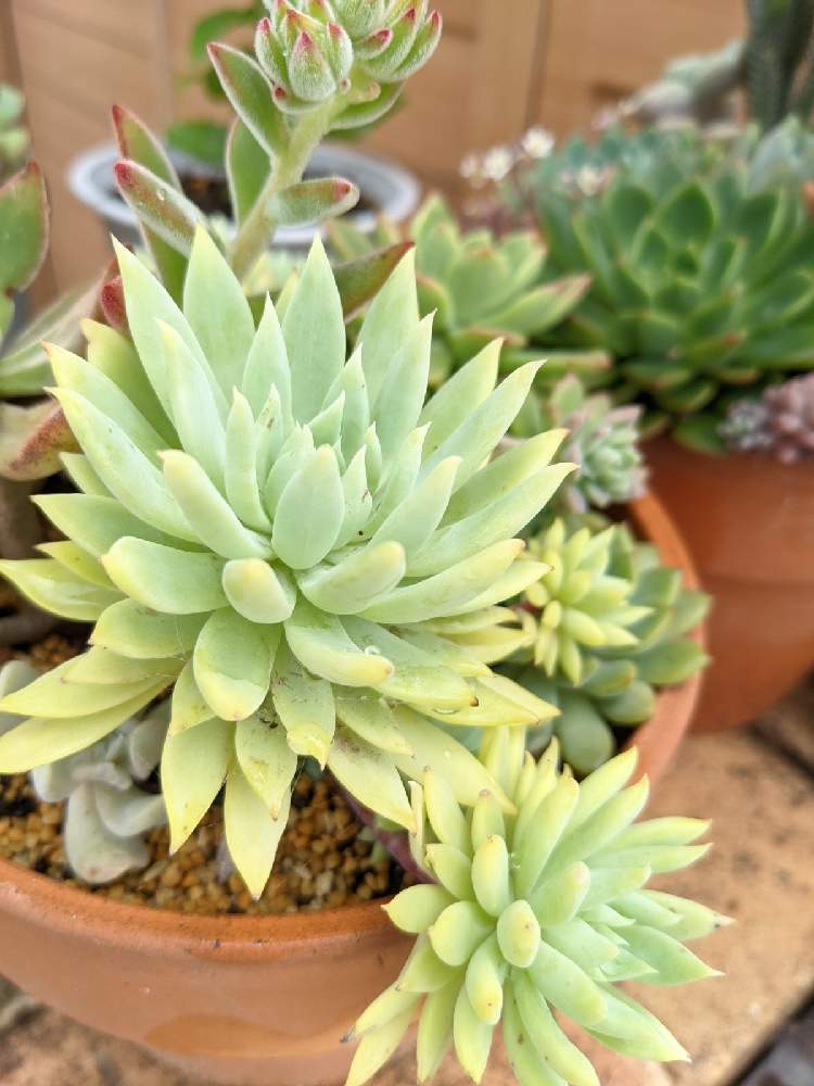 ファンファーレの投稿画像 By みーぽんさん 多肉植物とセデベリア属と寄せ植えとおうち園芸と多肉女子と多肉植物の紅葉 21月7月4日 Greensnap グリーンスナップ