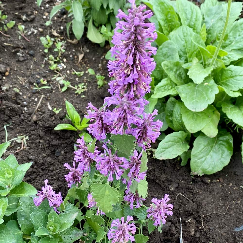 アガスターシェの投稿画像 By だいさん アガスターシュとおうち園芸 21月7月4日 Greensnap グリーンスナップ