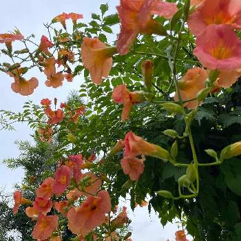 元気が出る花 の投稿画像一覧 Greensnap グリーンスナップ