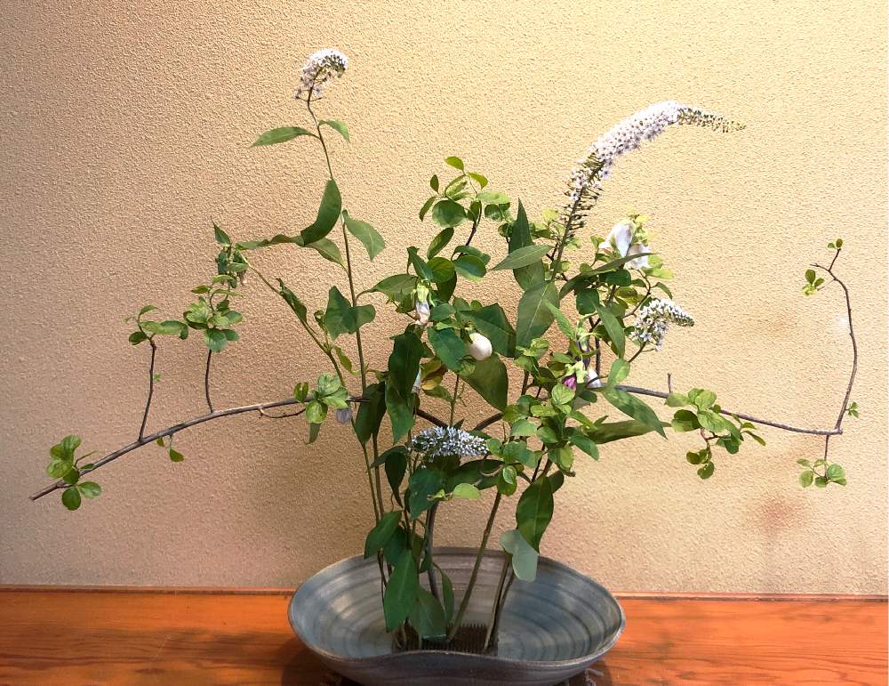 オカトラノオの投稿画像 By Heathさん ホタルブクロと山野草とサクラソウ科とつぼみと多年草と生花とキキョウ科と白い花 とお出かけ先と山野草とサクラソウ科とつぼみと多年草と生花とキキョウ科と白い花 21月7月4日 Greensnap グリーンスナップ Greensnap