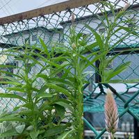 ケイトウ,ケイトウホルン,実生,もりもり,ピンクの画像