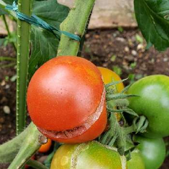フルーツトマトの画像 by ちょこんニャさん | 小さな庭とフルーツトマトと家庭菜園と中玉トマト