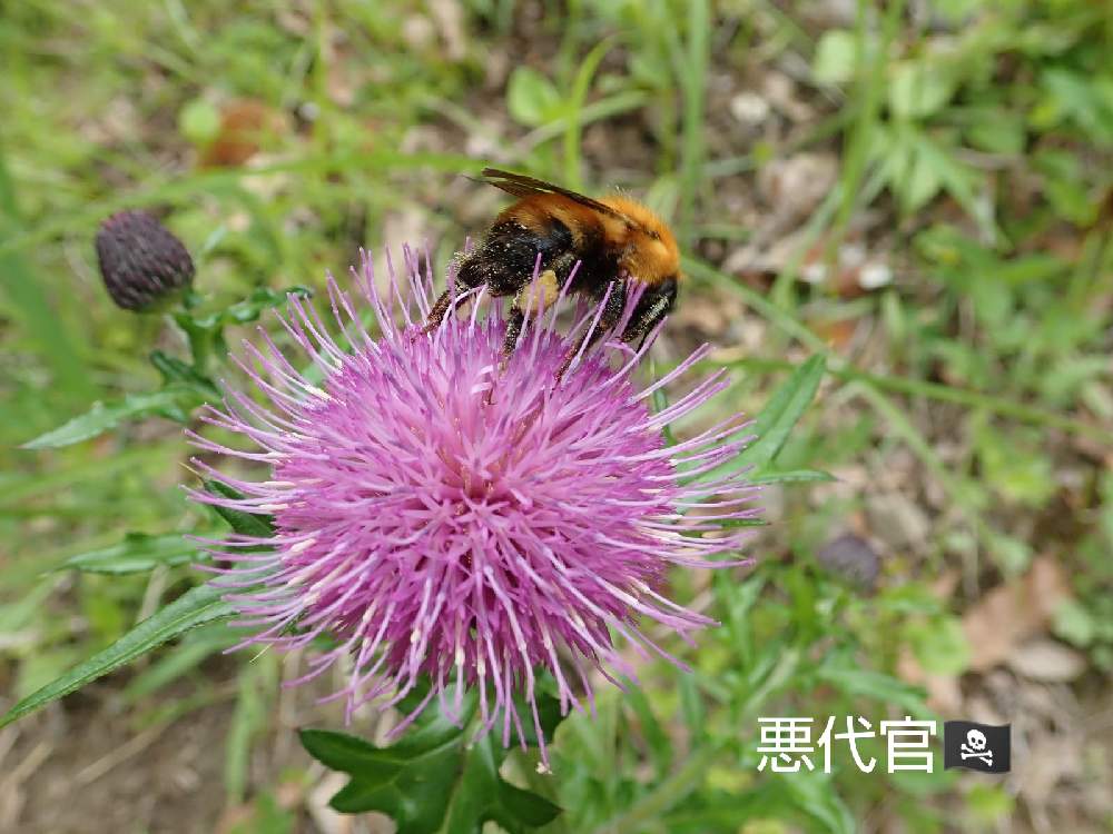 ノアザミ ドイツアザミ の投稿画像 By 悪代官さん 21月7月4日 Greensnap グリーンスナップ