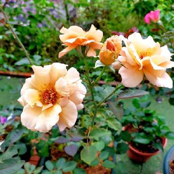 バラ ティラミスの画像 by ちけさん | 小さな庭と薔薇とバラ ティラミスとばら バラ 薔薇とおうち園芸と癒しの花と美しい✨✨と花のある暮らしと花が好きと薔薇大好きとばらに魅せられて