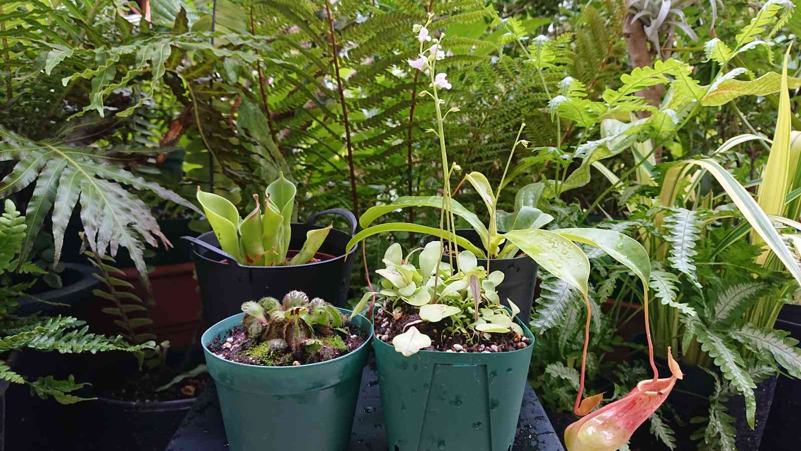 Carnivorous plant／食虫植物｜🍀GreenSnap（グリーンスナップ）