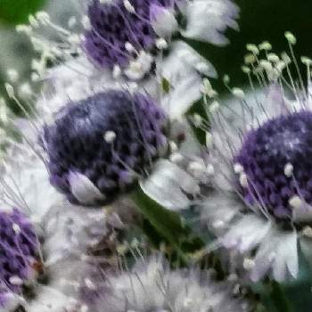 ７月の花の画像 by あさがおさん | 広い庭と私の庭の花  7月とグロブラリア  ブルーアイと花がいっぱいと７月の花と꒰ღ˘◡˘ற꒱かわゅ~