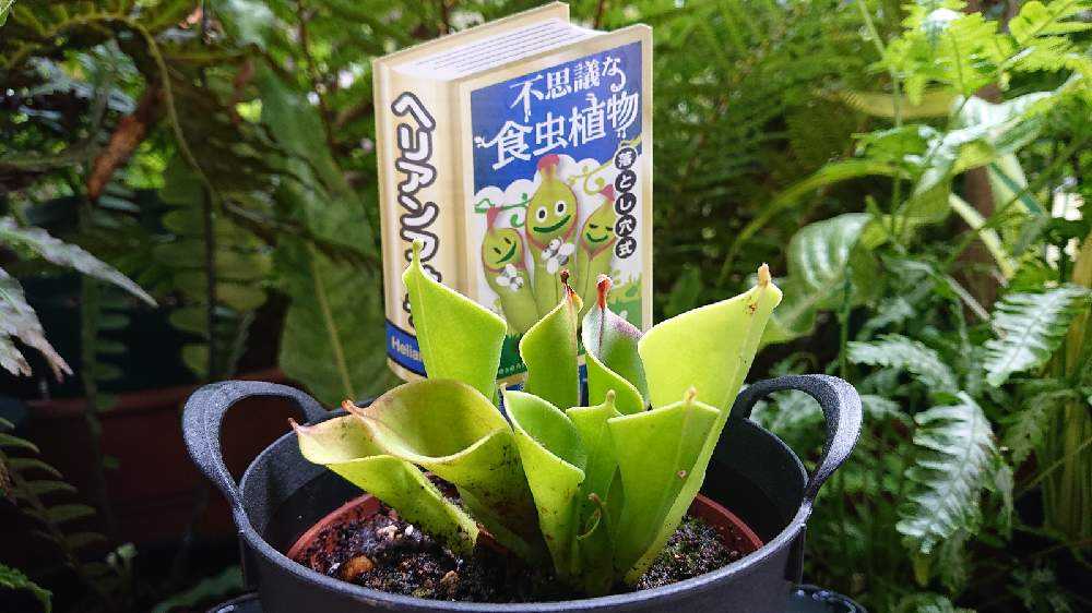 Carnivorous plant／食虫植物｜🍀GreenSnap（グリーンスナップ）