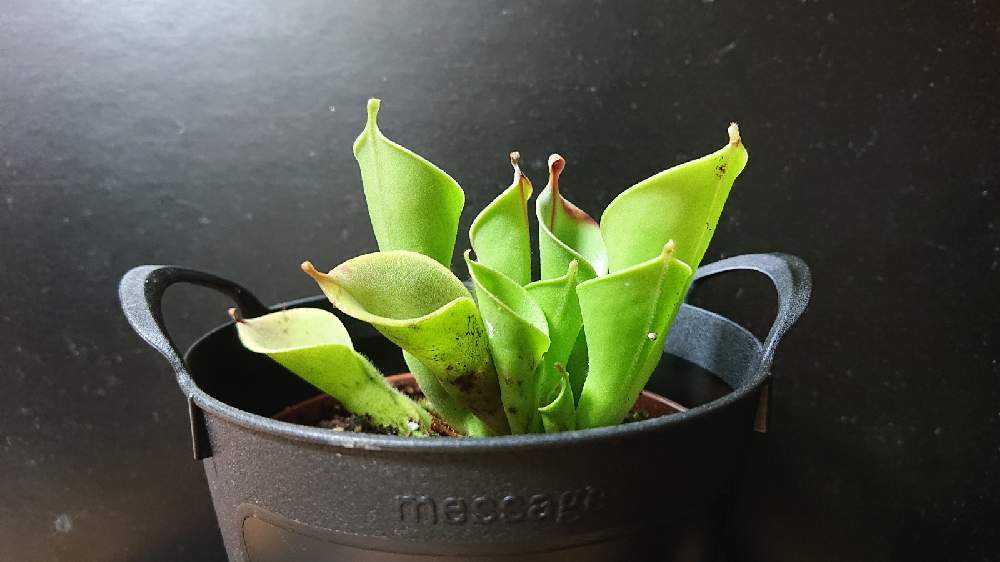 Carnivorous plant／食虫植物｜🍀GreenSnap（グリーンスナップ）