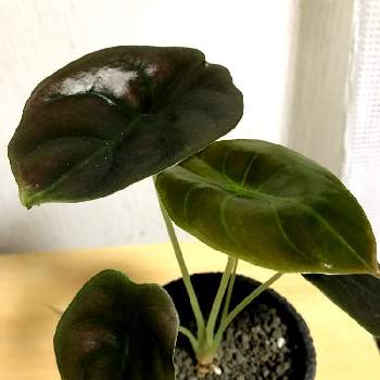 アロカシアクプレアの投稿画像一覧|🍀GreenSnap(グリーンスナップ) アロカシアクプレアの投稿画像一覧|🍀GreenSnap(グリーンスナップ)