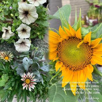 ペチュニア カプチーノの投稿画像一覧 Greensnap グリーンスナップ