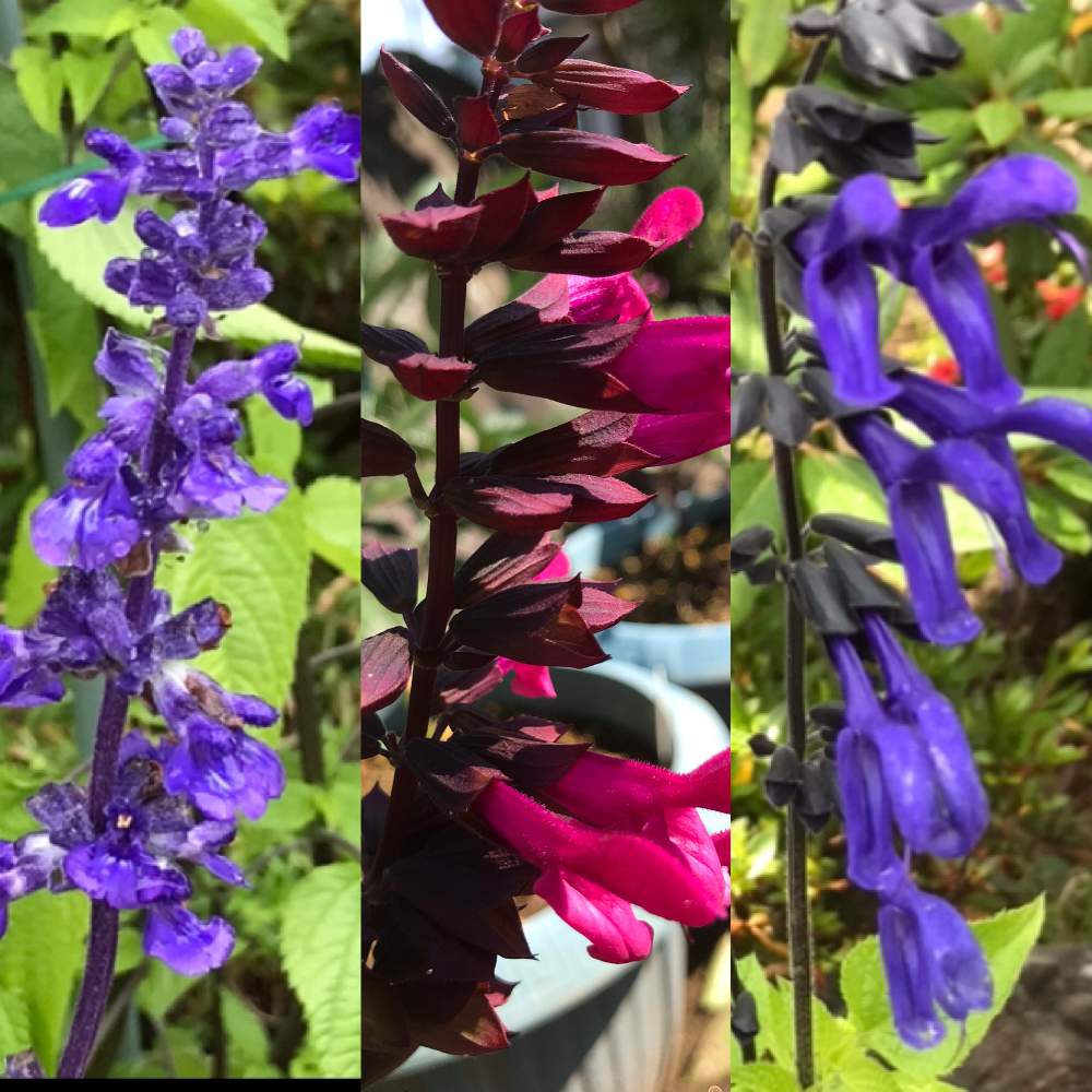 サルビア達の挿し芽 9月現在の様子更新します Greensnap グリーンスナップ