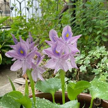 外来種の投稿画像一覧 Greensnap グリーンスナップ