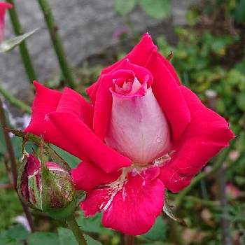 バラ ラブの画像 by 山ちゃんさん | バラ ラブと昨日のバラと我が家の花壇と微香と花のある暮らしと我が家のバラ