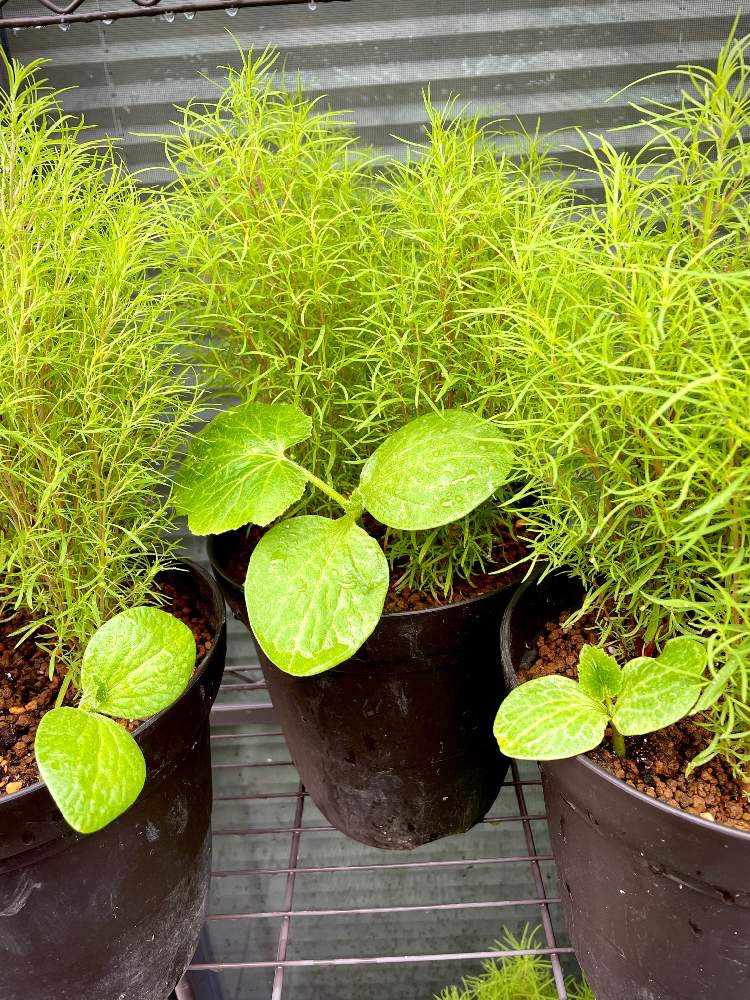 コキアの投稿画像 By Jayhawkerさん 21月7月5日 Greensnap グリーンスナップ