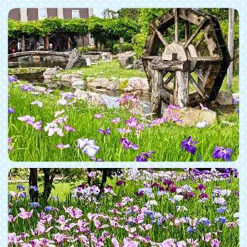 花しょうぶの投稿画像一覧 Greensnap グリーンスナップ