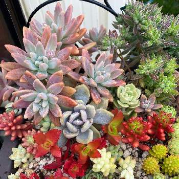 多肉 セダム 寄せ植えの投稿画像一覧 Greensnap グリーンスナップ