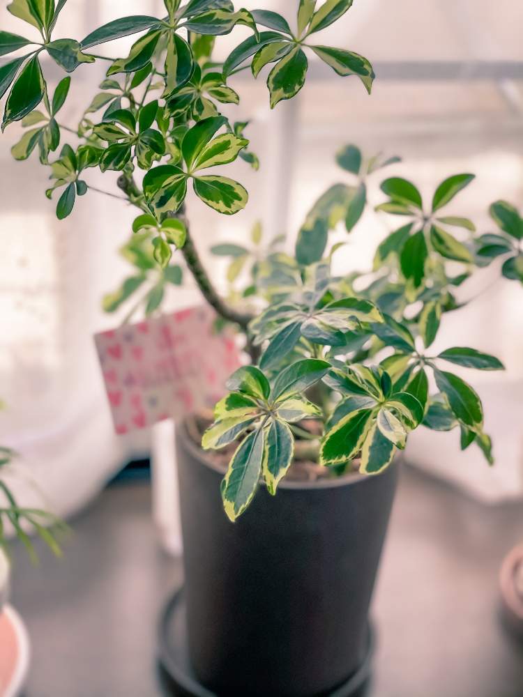 カポックの投稿画像 By Chiさん 観葉植物と植物のある暮らしと植物好きと繋がりたいと植物大好きとシェフレラ カポックとカポック とホンコンカポック 21月7月5日 Greensnap グリーンスナップ
