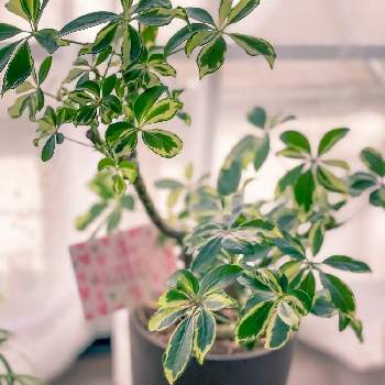 カポック の投稿画像一覧 Greensnap グリーンスナップ