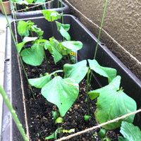 枝豆,枝豆《丹波の黒豆》,種まきっ子,ベランダ菜園,枝豆の成長の画像