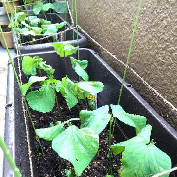 オクラ,オクラ(丈が小さい種類)の画像